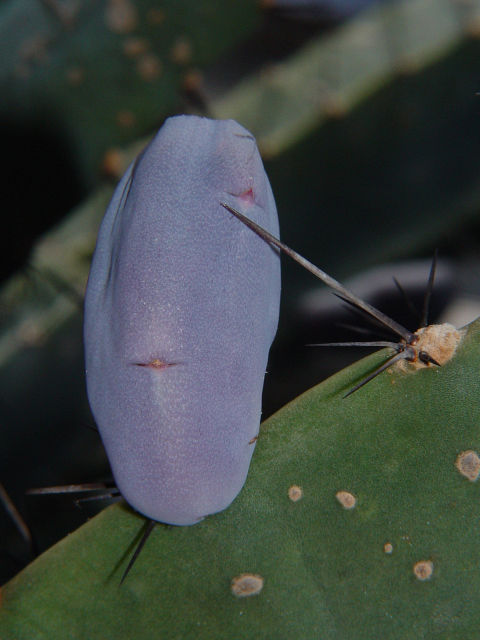 Cereus hexagonus