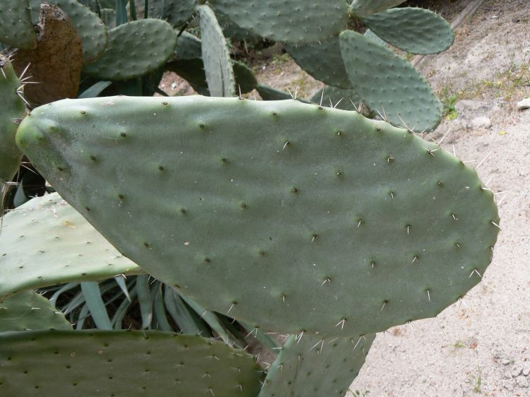 Opuntia amyclaea
