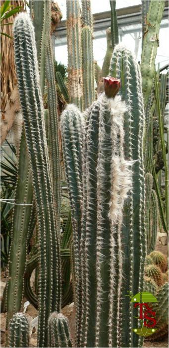 Pilosocereus palmeri