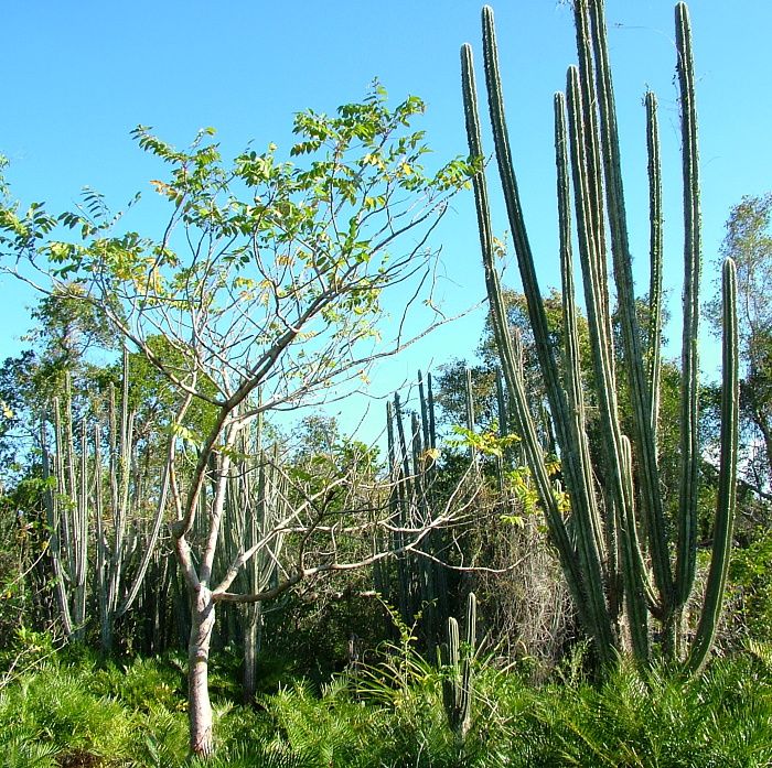 Pilosocereus polygonus