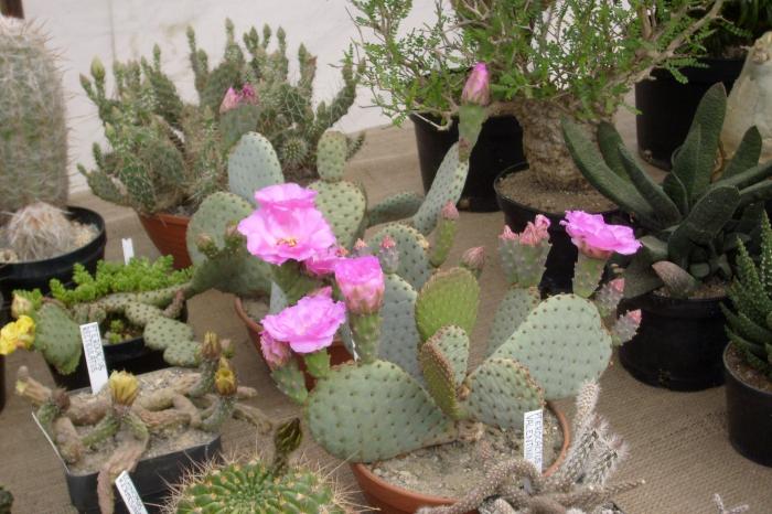 Opuntia basilaris