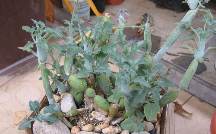 senecio articulatus