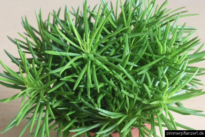 senecio himalaya