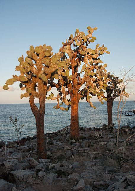 Opuntia echios var. barringtonensis