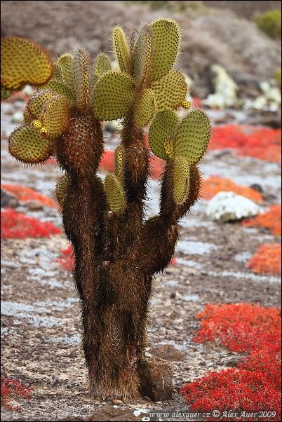 Opuntia echios var. echios