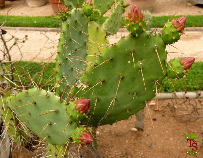 Opuntia elatior