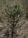 Euphorbia borenensis