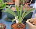 Euphorbia bupleurifolia  - pryšec prorostlíkolistý