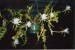 epiphyllum chrysocardium 2