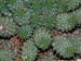 Euphorbia clavarioides