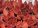 Echeveria affinis