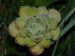 Echeveria leucotricha