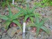 Aloe burgersfortensis