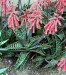 aloe variegata