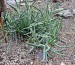 Aloe millotii