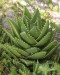 Aloe mitriformis