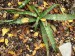 aloe propagulifera