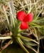 Tillandsia albertiana