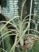 Tillandsia disticha