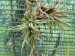 Tillandsia funebris