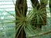 Tillandsia globosa