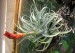 Tillandsia harrisii