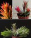 Tillandsia ionantha