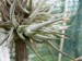 Tillandsia rectangula