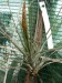 Tillandsia setacea