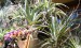 Tillandsia stricta