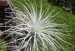 Tillandsia tectorum