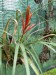 Tillandsia variabilis