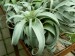 Tillandsia xerographica