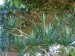 Dracaena marginata-dracéna