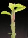 monadenium arborescens
