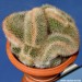 Mammillaria spinosissima ''auricoma'' cristata